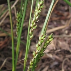 Carex bichenoviana (A Sedge ) at Evatt, ACT - 10 Dec 2023 by pinnaCLE