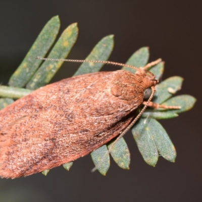 Garrha costimacula (A Concealer moth (Wingia Group)) at QPRC LGA - 5 Jan 2024 by DianneClarke