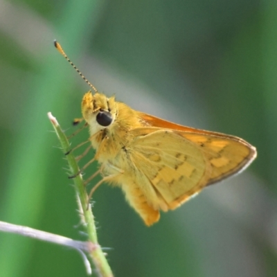 Unverified Butterfly (Lepidoptera, Rhopalocera) at  - suppressed by LisaH