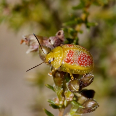 Paropsisterna fastidiosa (Eucalyptus leaf beetle) at Aranda, ACT - 17 Sep 2023 by KorinneM