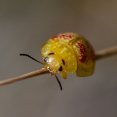 Paropsisterna fastidiosa at Aranda Bushland - 17 Sep 2023 01:37 PM