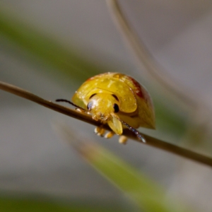 Paropsisterna fastidiosa at Aranda Bushland - 17 Sep 2023