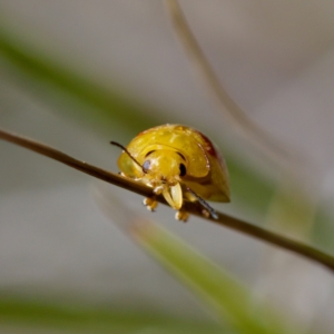 Paropsisterna fastidiosa at Aranda Bushland - 17 Sep 2023