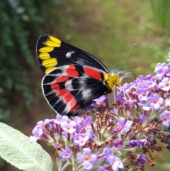 Delias harpalyce (Imperial Jezebel) at QPRC LGA - 8 Jan 2024 by MatthewFrawley