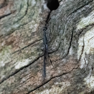 Gasteruption sp. (genus) at Higgins Woodland - 6 Dec 2023