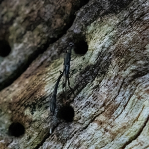 Gasteruption sp. (genus) at Higgins Woodland - 6 Dec 2023