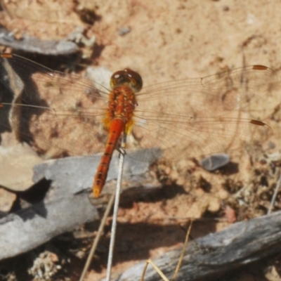 Unidentified Dragonfly (Anisoptera) at West Wyalong, NSW - 4 Jan 2024 by Harrisi