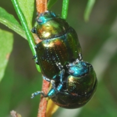 Callidemum hypochalceum (Hop-bush leaf beetle) at West Wyalong, NSW - 5 Jan 2024 by Harrisi