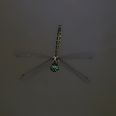 Hemicordulia australiae (Australian Emerald) at Capalaba, QLD - 28 Dec 2023 by TimL