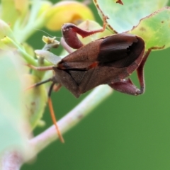 Unidentified Assassin bug (Reduviidae) at West Wodonga, VIC - 6 Jan 2024 by KylieWaldon