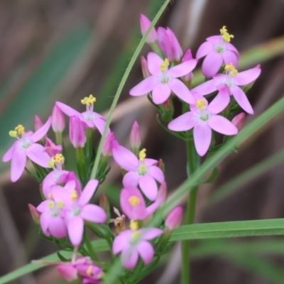 Centaurium erythraea (Common Centaury) at Felltimber Creek NCR - 6 Jan 2024 by KylieWaldon