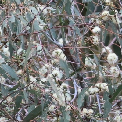 Eucalyptus bridgesiana (Apple Box) at Wodonga - 6 Jan 2024 by KylieWaldon