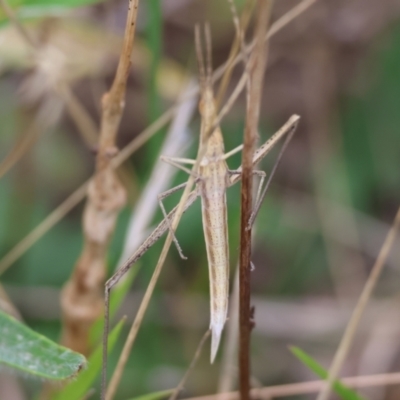 Acrida conica (Giant green slantface) at Wodonga - 6 Jan 2024 by KylieWaldon