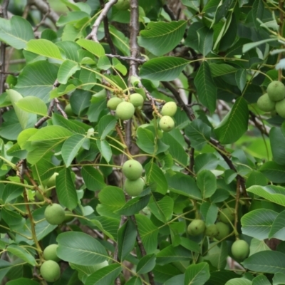 Juglans regia (Walnut) at Wodonga - 6 Jan 2024 by KylieWaldon