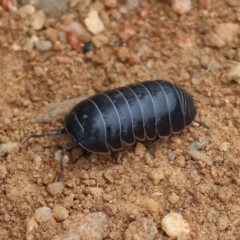 Armadillidium vulgare at West Wodonga, VIC - 6 Jan 2024 by KylieWaldon