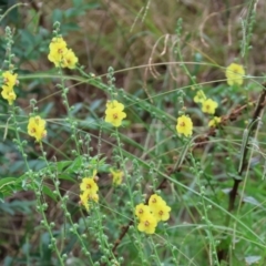 Verbascum virgatum (Green Mullein) at Wodonga - 6 Jan 2024 by KylieWaldon