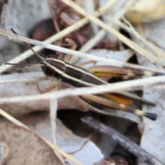 Macrotona australis (Common Macrotona Grasshopper) at Wodonga - 6 Jan 2024 by KylieWaldon