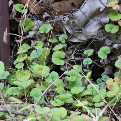 Dichondra repens (Kidney Weed) at Wodonga - 6 Jan 2024 by KylieWaldon