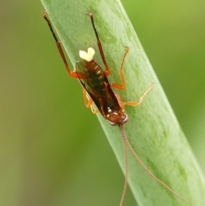 Lissopimpla excelsa at Braemar, NSW - 29 Dec 2023 by Curiosity