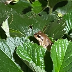 Litoria verreauxii verreauxii (Whistling Tree-frog) at Spence, ACT - 7 Jan 2024 by Watermilli