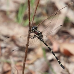 Eusynthemis sp. (genus) (Tigertail) at Upper Nepean - 7 Jan 2024 by JanHartog