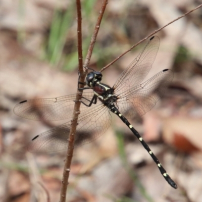 Eusynthemis sp. (genus) (Tigertail) at Upper Nepean - 7 Jan 2024 by JanHartog