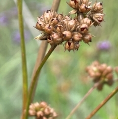 Juncus vaginatus (Clustered Rush) at Strathnairn, ACT - 8 Jan 2024 by JaneR