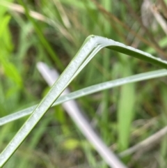 Juncus vaginatus at Uriarra Recreation Reserve - 8 Jan 2024