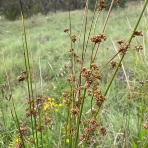 Juncus vaginatus at Uriarra Recreation Reserve - 8 Jan 2024