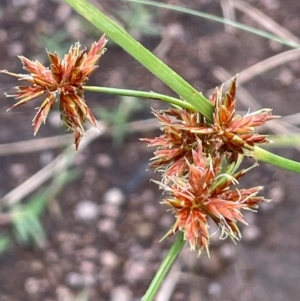 Cyperus lhotskyanus at Uriarra Recreation Reserve - 8 Jan 2024 05:53 PM