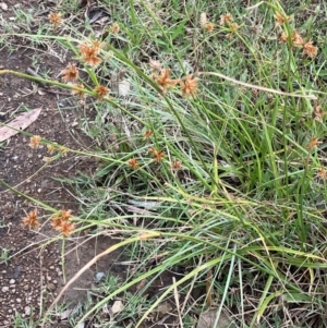 Cyperus lhotskyanus at Uriarra Recreation Reserve - 8 Jan 2024 05:53 PM