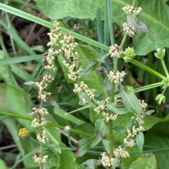 Rumex conglomeratus (Clustered Dock) at Strathnairn, ACT - 8 Jan 2024 by JaneR