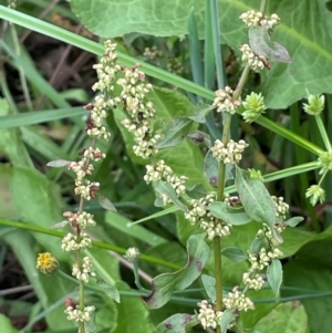 Rumex conglomeratus at Uriarra Recreation Reserve - 8 Jan 2024