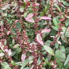 Rumex conglomeratus at Uriarra Recreation Reserve - 8 Jan 2024