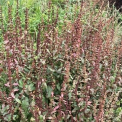 Rumex conglomeratus at Uriarra Recreation Reserve - 8 Jan 2024