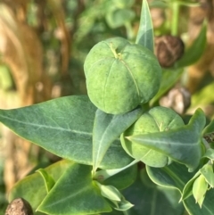 Euphorbia lathyris (Caper Spurge) at Uriarra Recreation Reserve - 8 Jan 2024 by JaneR