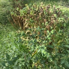 Euphorbia lathyris at Uriarra Recreation Reserve - 8 Jan 2024