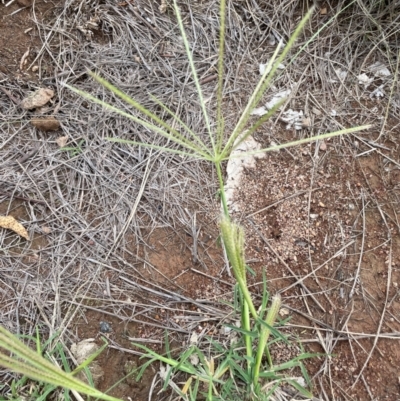 Chloris truncata (Windmill Grass) at Uriarra Recreation Reserve - 8 Jan 2024 by JaneR