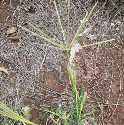 Chloris truncata (Windmill Grass) at Strathnairn, ACT - 8 Jan 2024 by JaneR