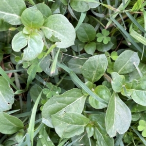 Alternanthera pungens at Uriarra Recreation Reserve - 8 Jan 2024