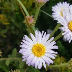 Olearia frostii (Bogong Daisy-Bush) at Alpine Shire - 30 Dec 2023 by HappyWanderer