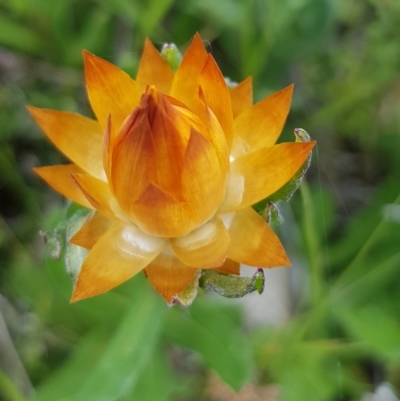 Xerochrysum subundulatum (Alpine Everlasting) at Alpine Shire - 30 Dec 2023 by HappyWanderer