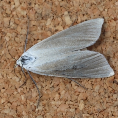 Scirpophaga imparellus (Schoenobiinae, Crambidae) at Moruya, NSW - 9 Jan 2024 by LisaH