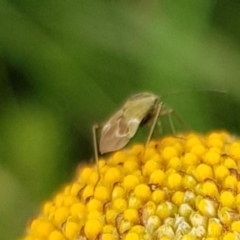 Unidentified True bug (Hemiptera, Heteroptera) at Falls Creek, VIC - 30 Dec 2023 by HappyWanderer