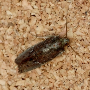 Elusa oenolopha at Moruya, NSW - suppressed