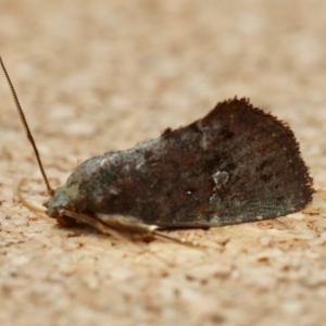 Elusa oenolopha at Moruya, NSW - suppressed