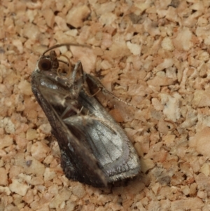 Elusa oenolopha at Moruya, NSW - suppressed