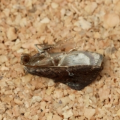 Elusa oenolopha at Moruya, NSW - suppressed