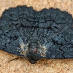 Melanodes anthracitaria (Black Geometrid) at Moruya, NSW - 8 Jan 2024 by LisaH