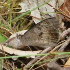 Geitoneura klugii (Marbled Xenica) at Tharwa, ACT - 5 Jan 2024 by Christine